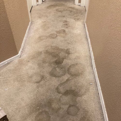 Carpet before cleaning